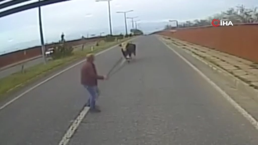 İneği uzaklaştırmak isterken neye uğradığını şaşırdı