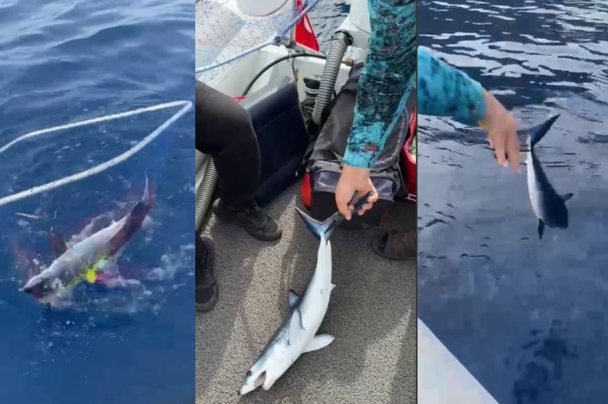 Köpek balığı yavrusunu nasihat ederek denize bıraktı