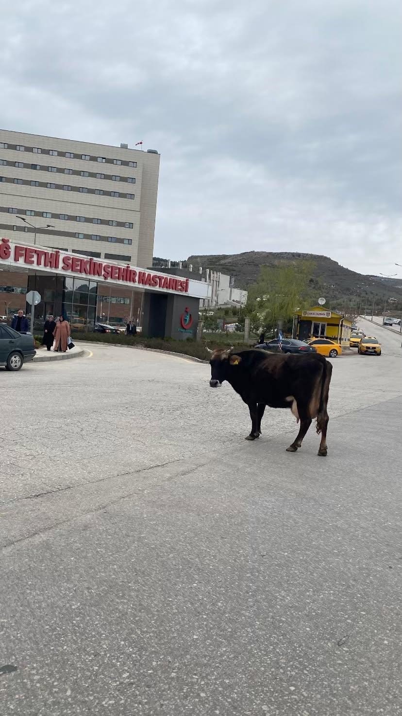 Yolunu kaybeden inek hastane önünü mesken tuttu