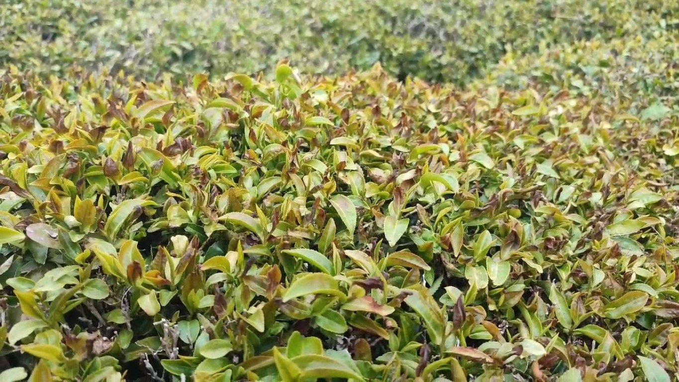 Zirai don tarım ürünlerinde zarara yol açtı