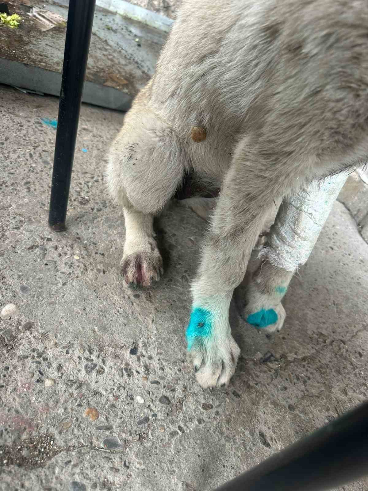 Bu kez insan köpeği ısırdı