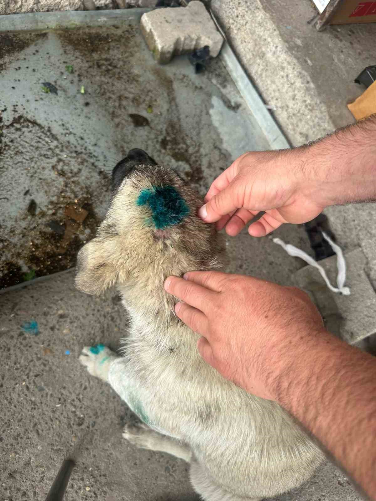 Bu kez insan köpeği ısırdı