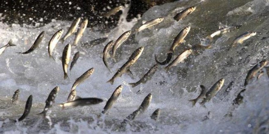 Van’da İnci Kefali Göçü Fotoğraf Yarışması: 20 Bin TL’lik Büyük Ödül Sahibini Bekliyor