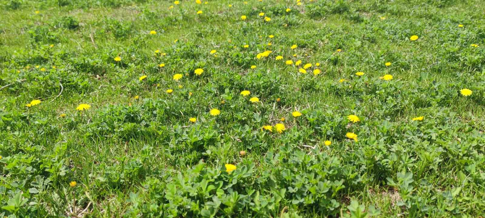 Keşiş Gölü kardelenlerle bezendi