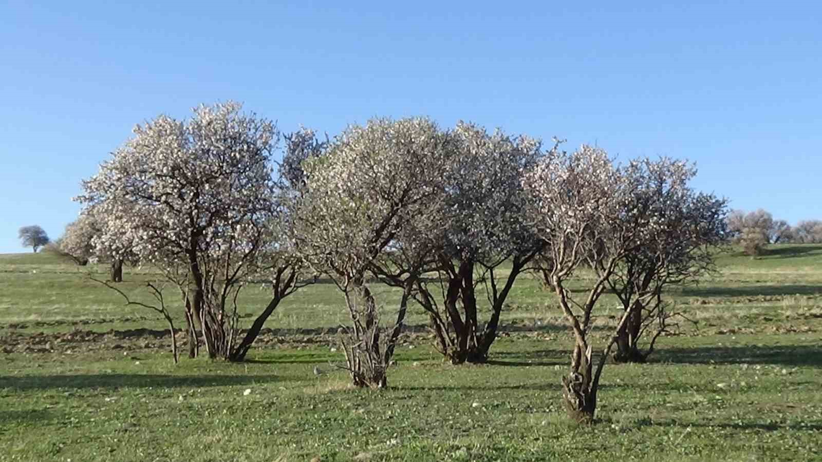 Doğaseverlerin yeni rotası Çarpanak yarımadası