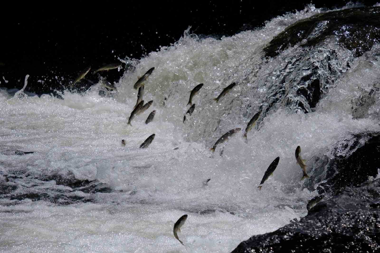 Van İnci Kefali Festivalinde Geri Sayım Başladı
