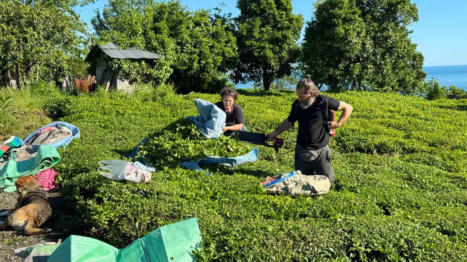 2025 yaş çay sezonu açıldı