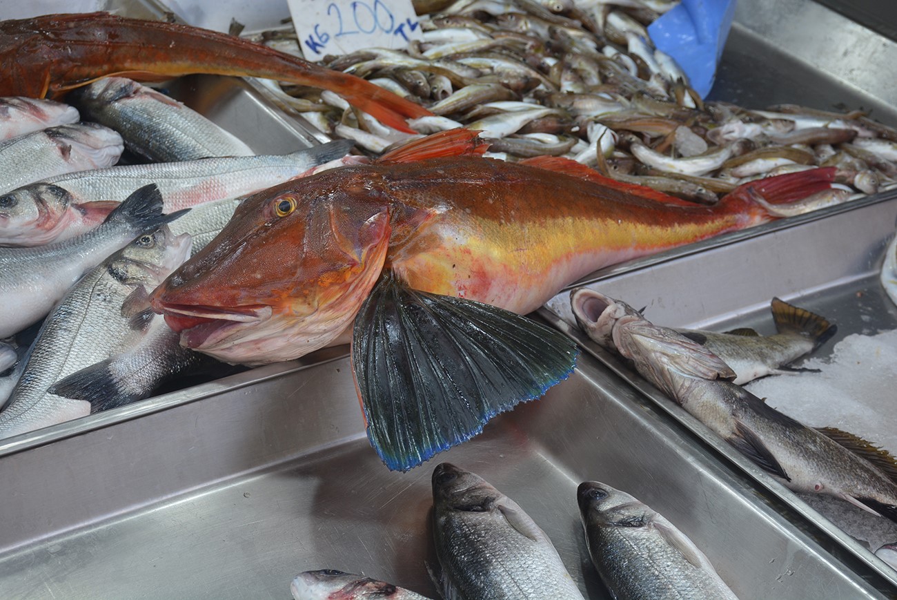 5 kiloluk kırlangıç balığı yakalandı