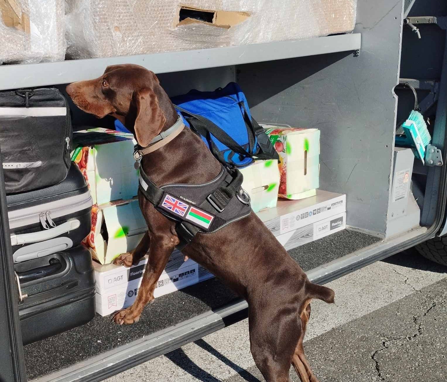 351 bin 620 euro dedektör köpekten kaçamadı