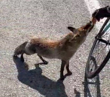 Tilki,tarihi yarımadanın maskotu oldu