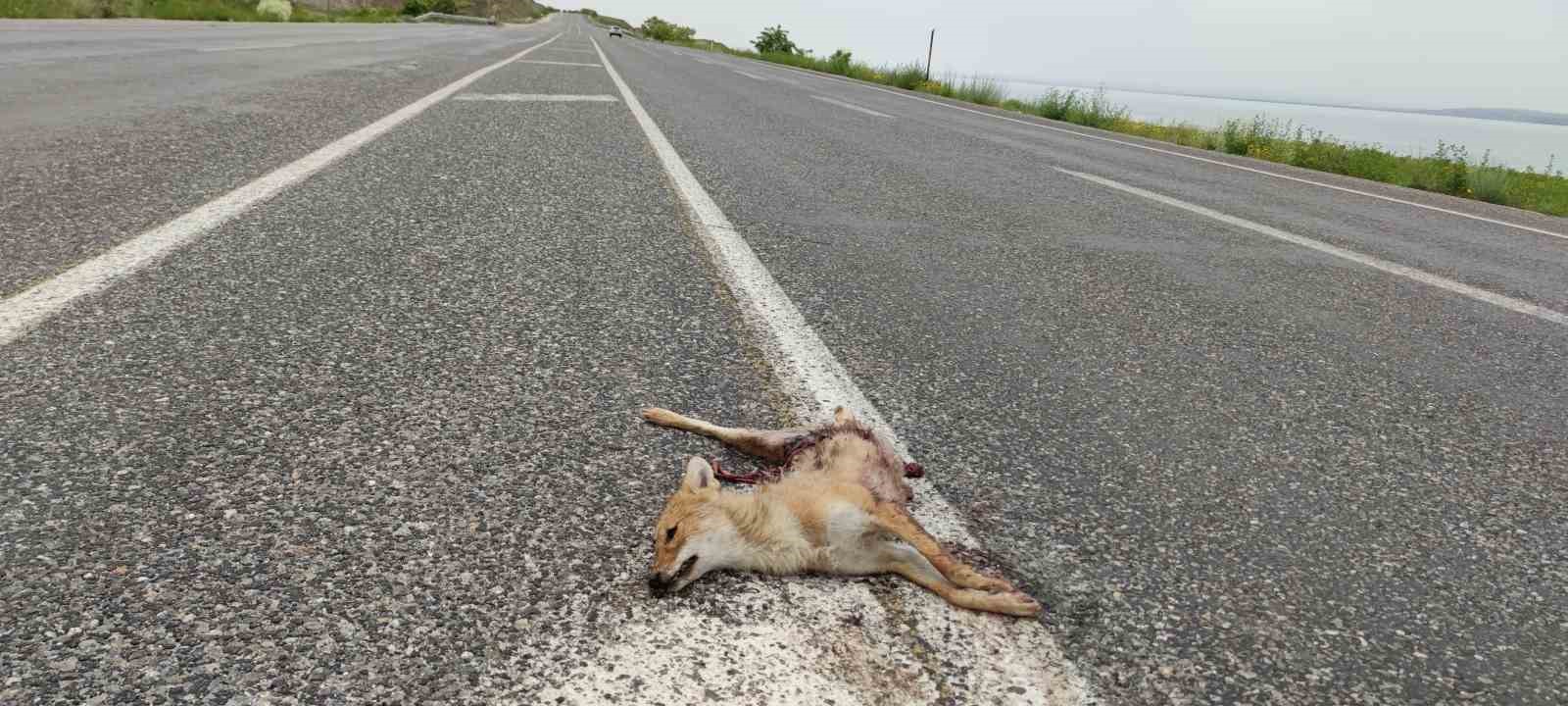 Van’da araçların çarptığı iki tilki telef oldu