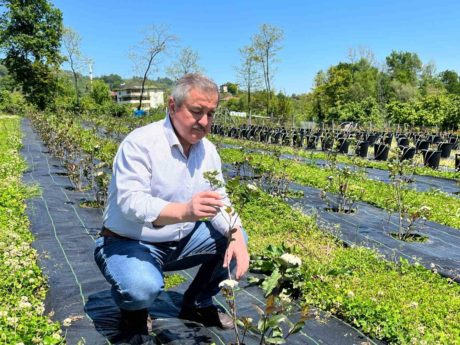 Eski başkanın “şifa bahçesi”: Siyasi yorgunluğu tıbbi aromatik bitkilerle atıyor
