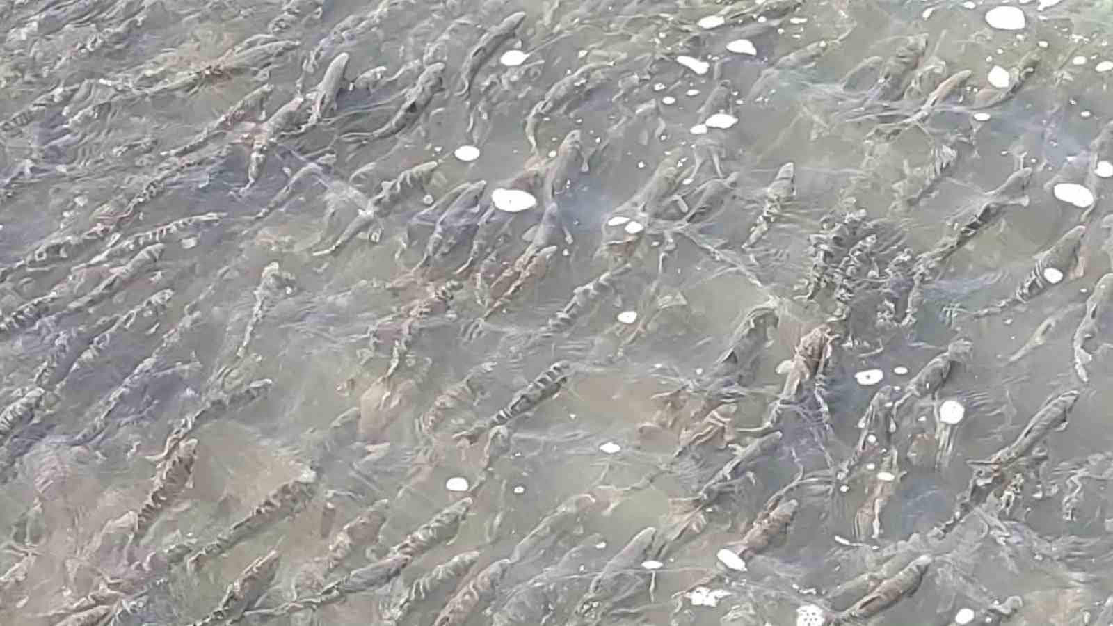 İnci kefalinin Van Gölü’nden tatlı sulara göçü devam ediyor