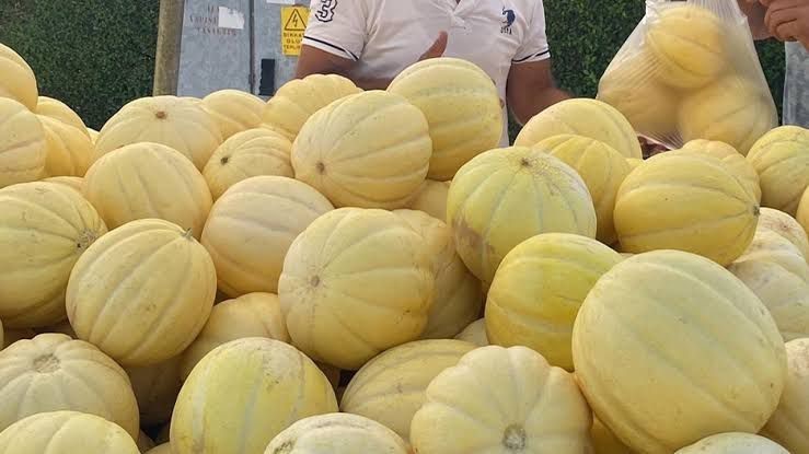 Gönen kavunu coğrafi işaret yolunda