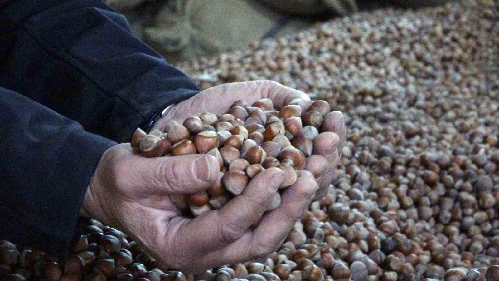 Fındık fiyatları 220 liradan 180 liraya düştü