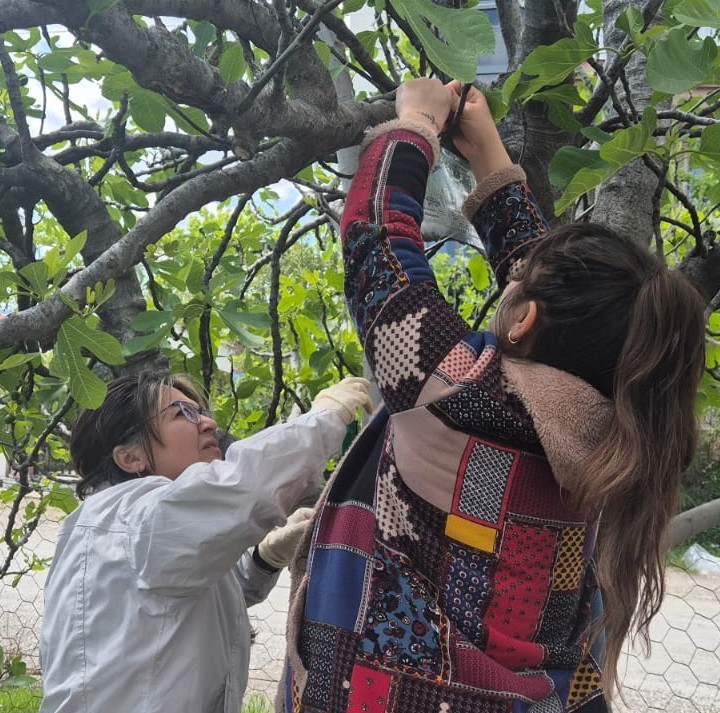 Kahverengi Kokarca’ya karşı tuzaklı takip başladı