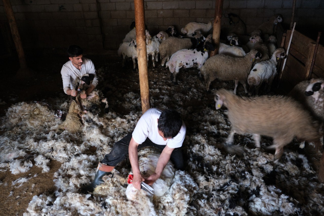 Kuzu kırkım sezonu başladı