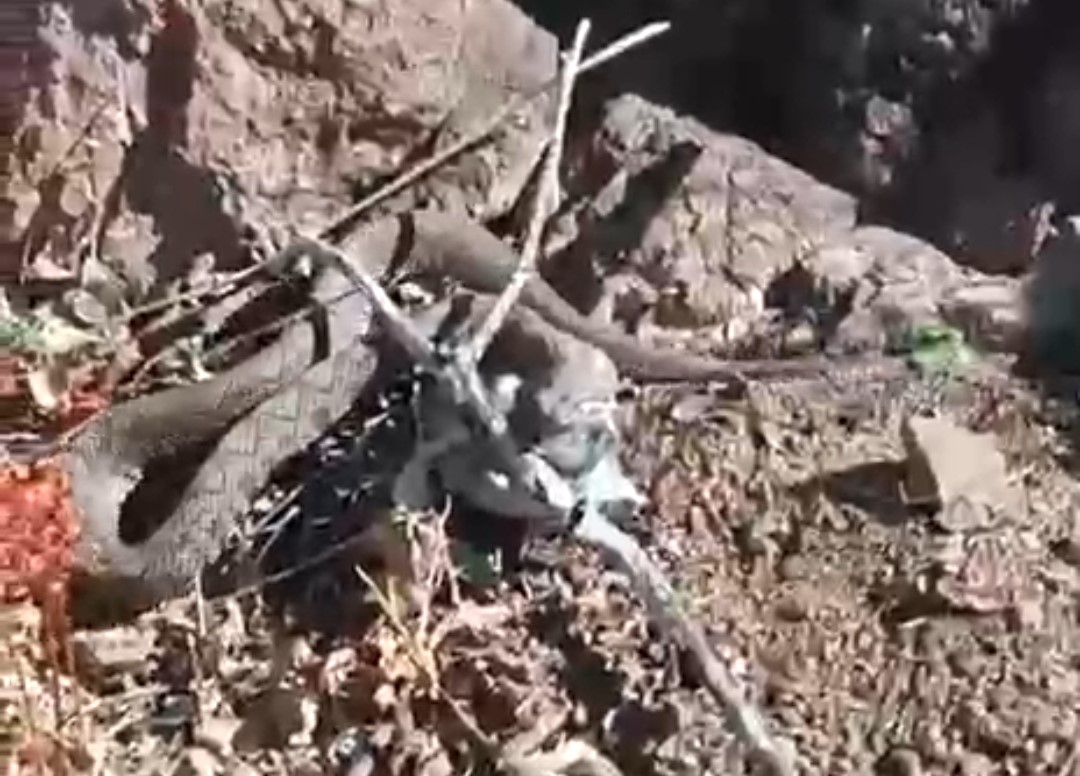 Erek Dağı’nda zehirli radde engereği görüntülendi