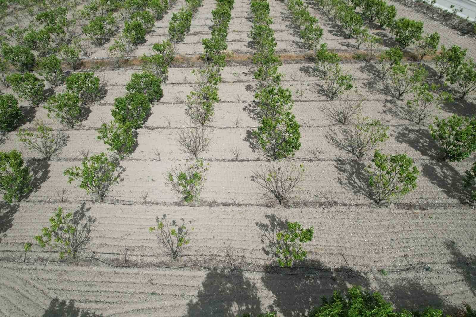 Cennet hurması üreticisi yardım eli bekliyor