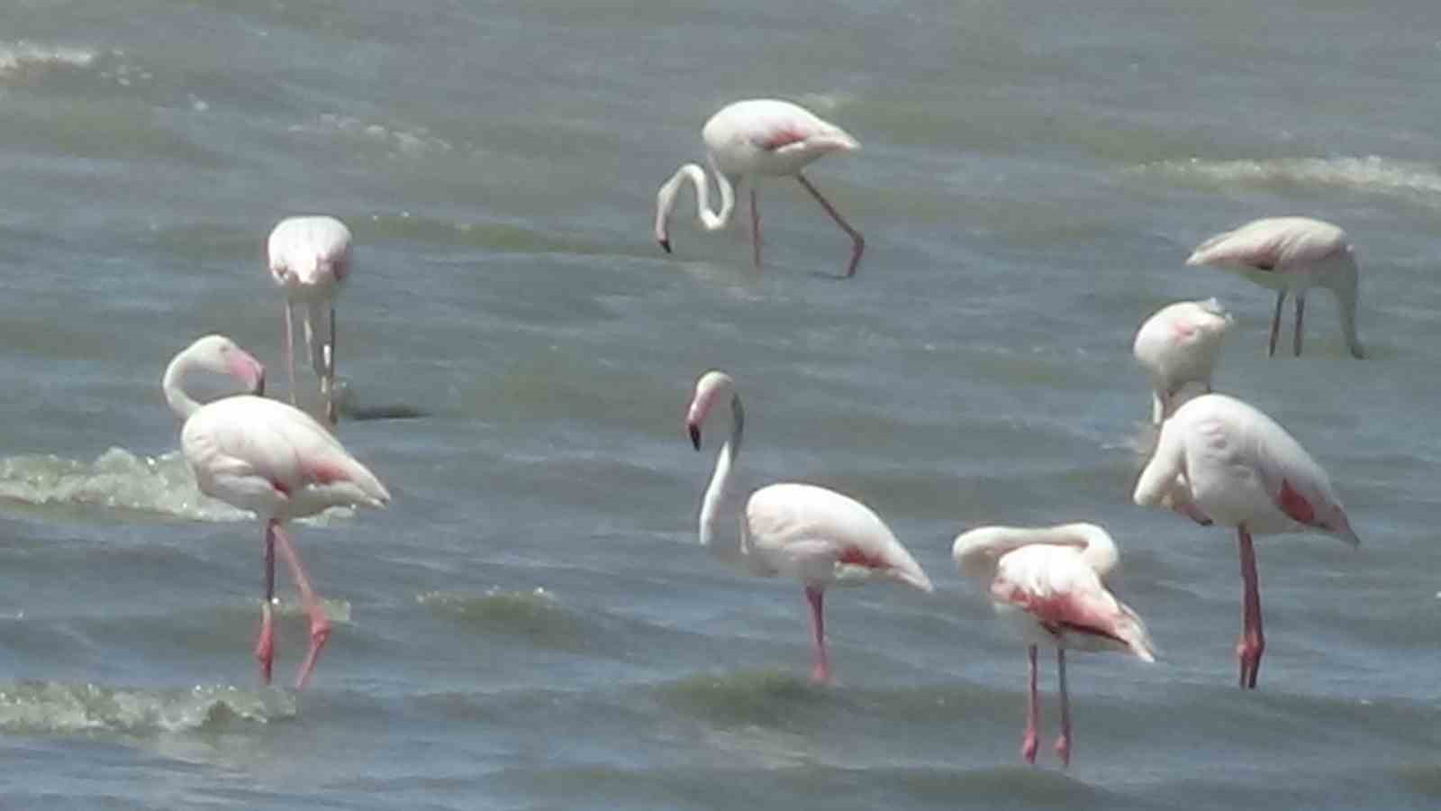 Erçek Gölü’nün narin misafirleri flamingolar gelmeye başladı