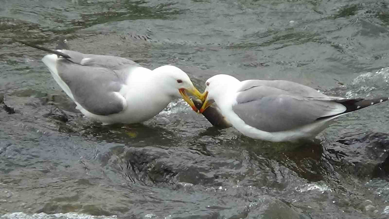 Martıların balık kavgası