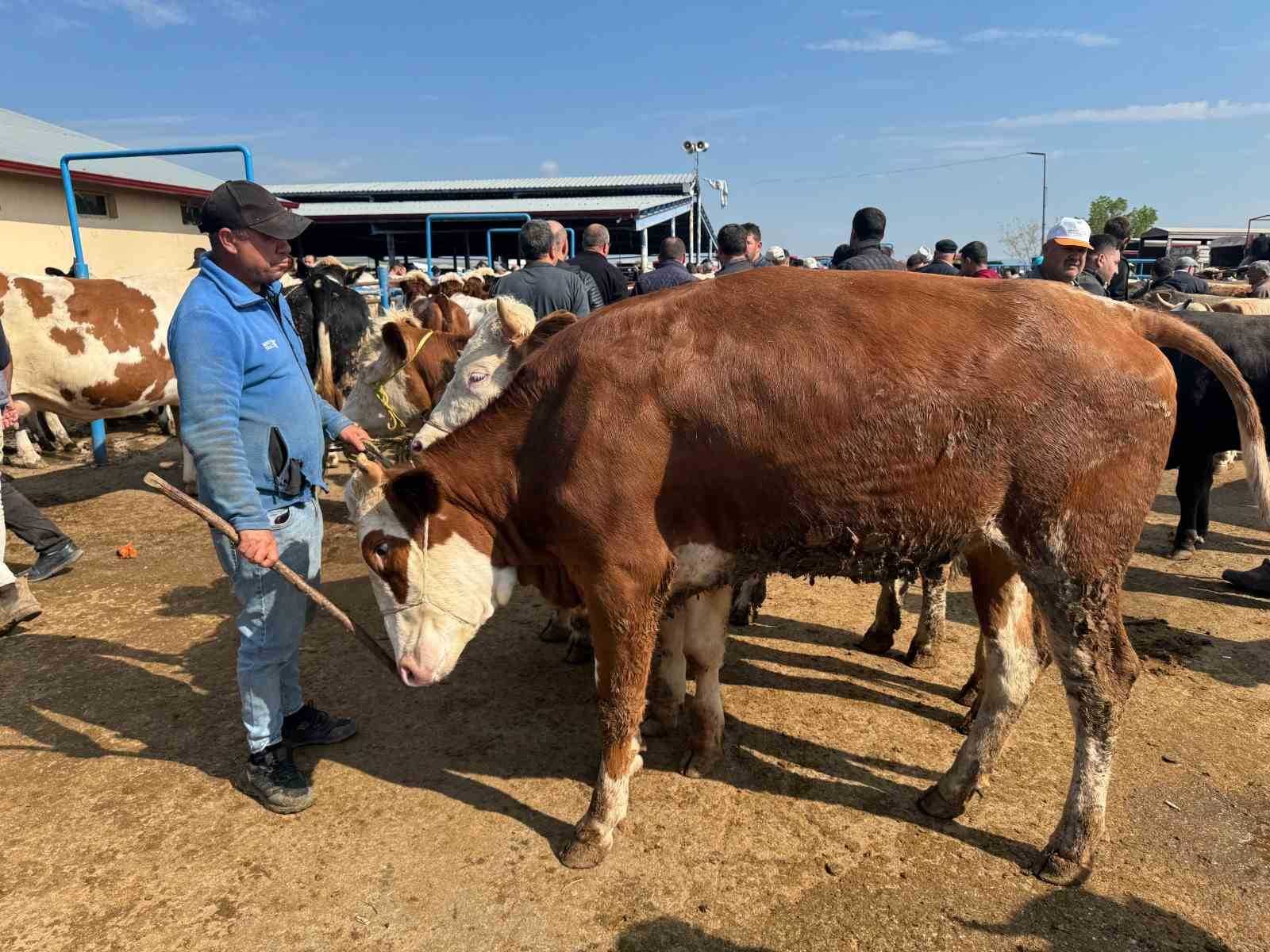 Canlı hayvan pazarlarında kurban hareketliliği