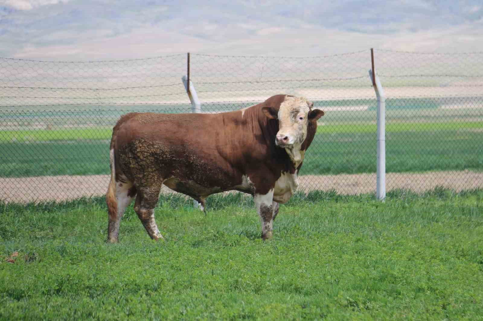 1 ton 250 kilogramlık Tosun, fiyatıyla dudak uçuklatıyor