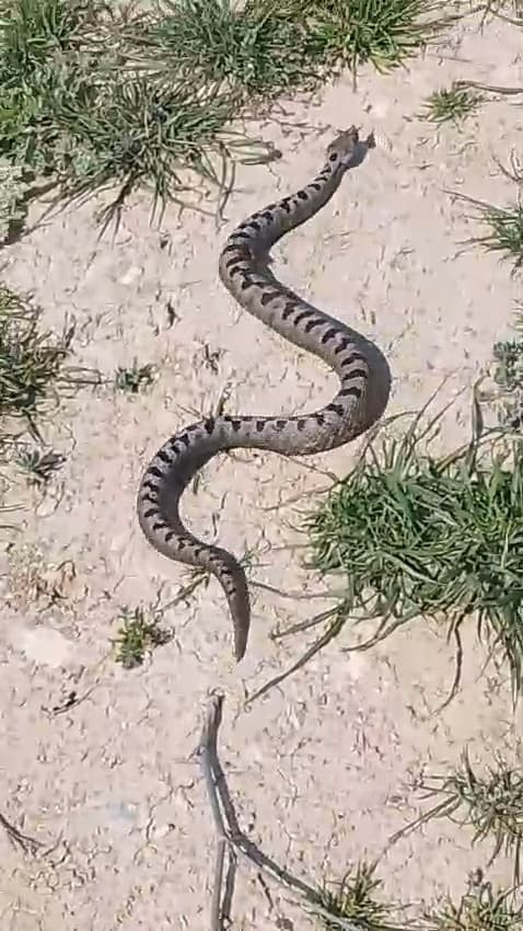 Apartman Bahçesinde Zehirli Yılan Paniği