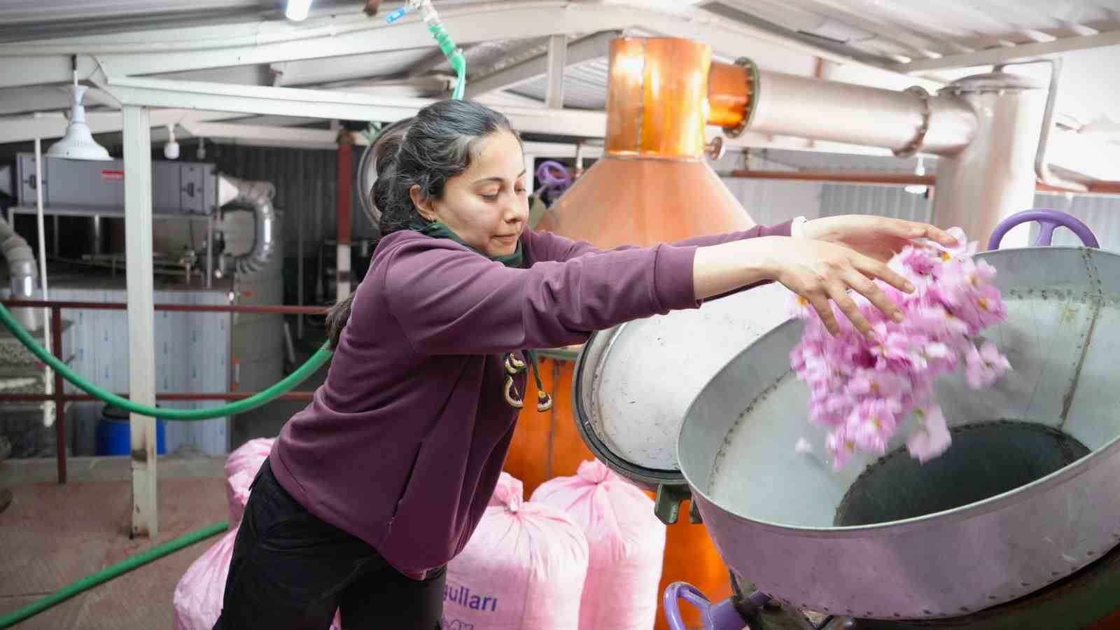 Gül’e küresel ısınma ve don dokundu, rekolte yarı yarıya düştü