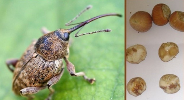 Fındık kurdu ile mücadele zamanı