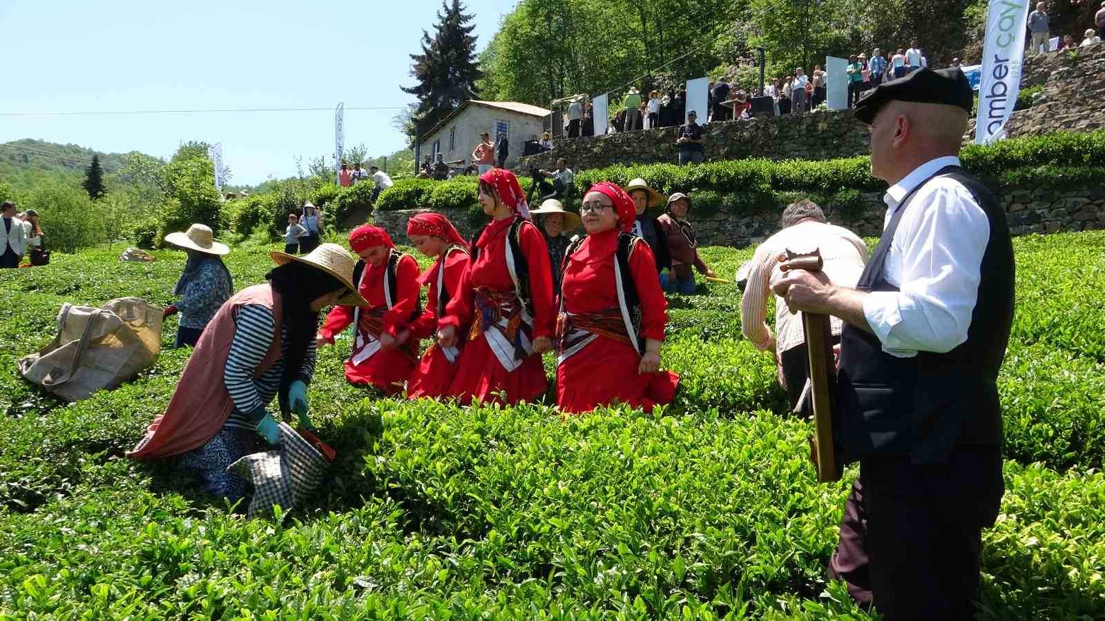 Kemençe eşliğinde çay hasat şenliği yapıldı