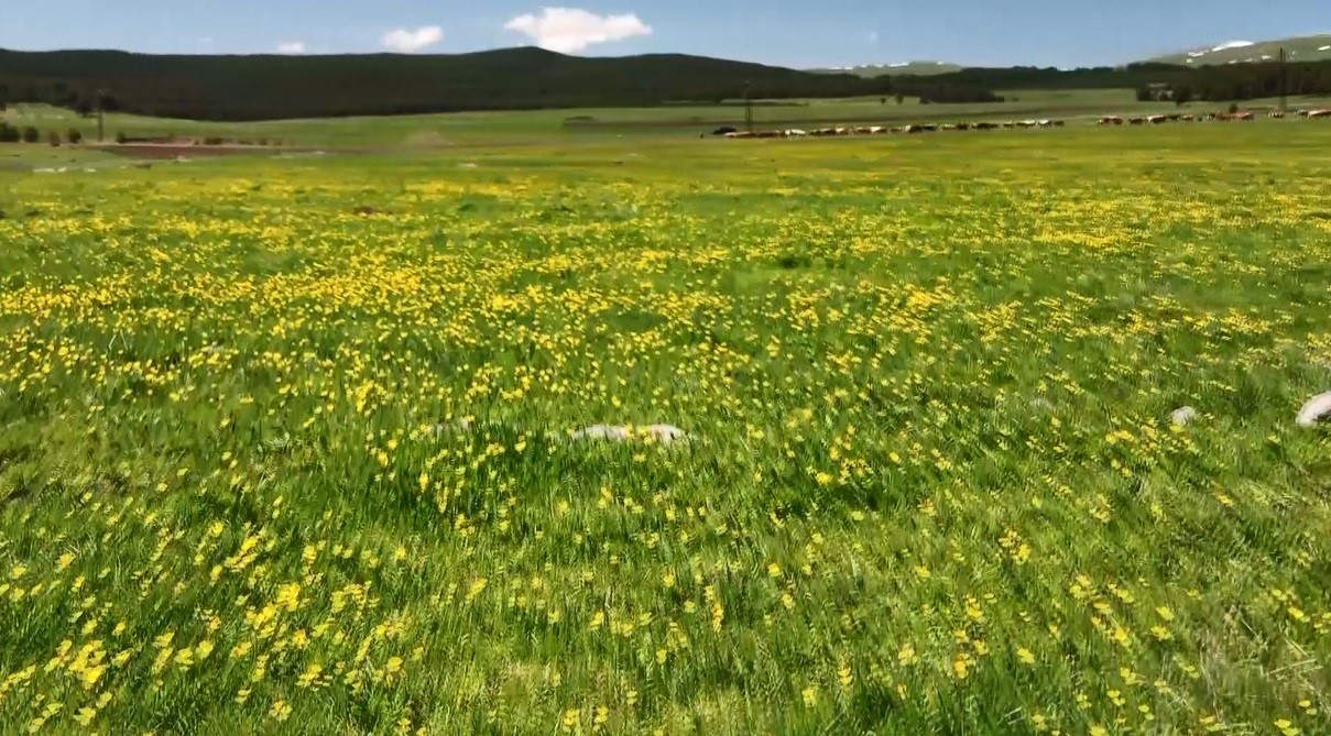 Kars’ta sarıçiçekler görenleri büyülüyor