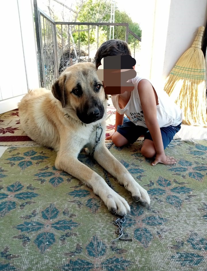 Isırdığını iddia ettiği köpeği silahla vurdu, sahipleri şikayetçi oldu