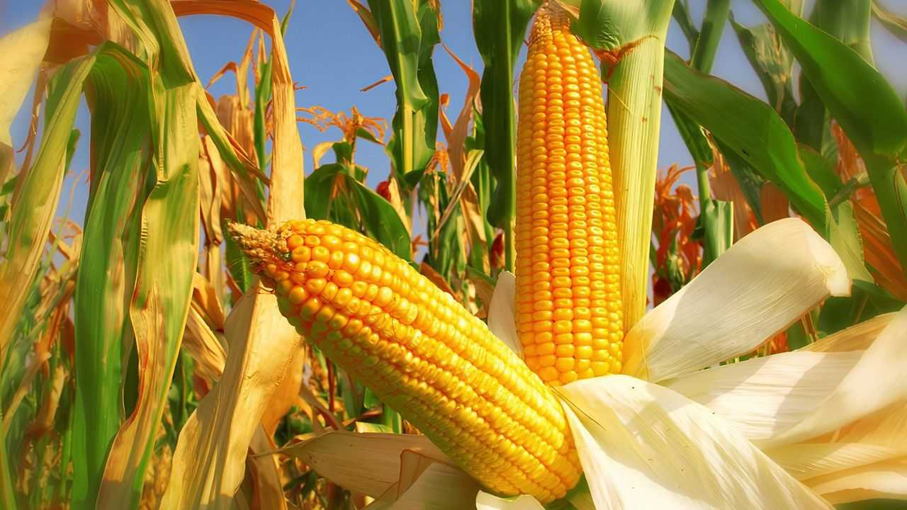 Ticaret Bakanlığı’ndan mısıra tarife kontenjanı