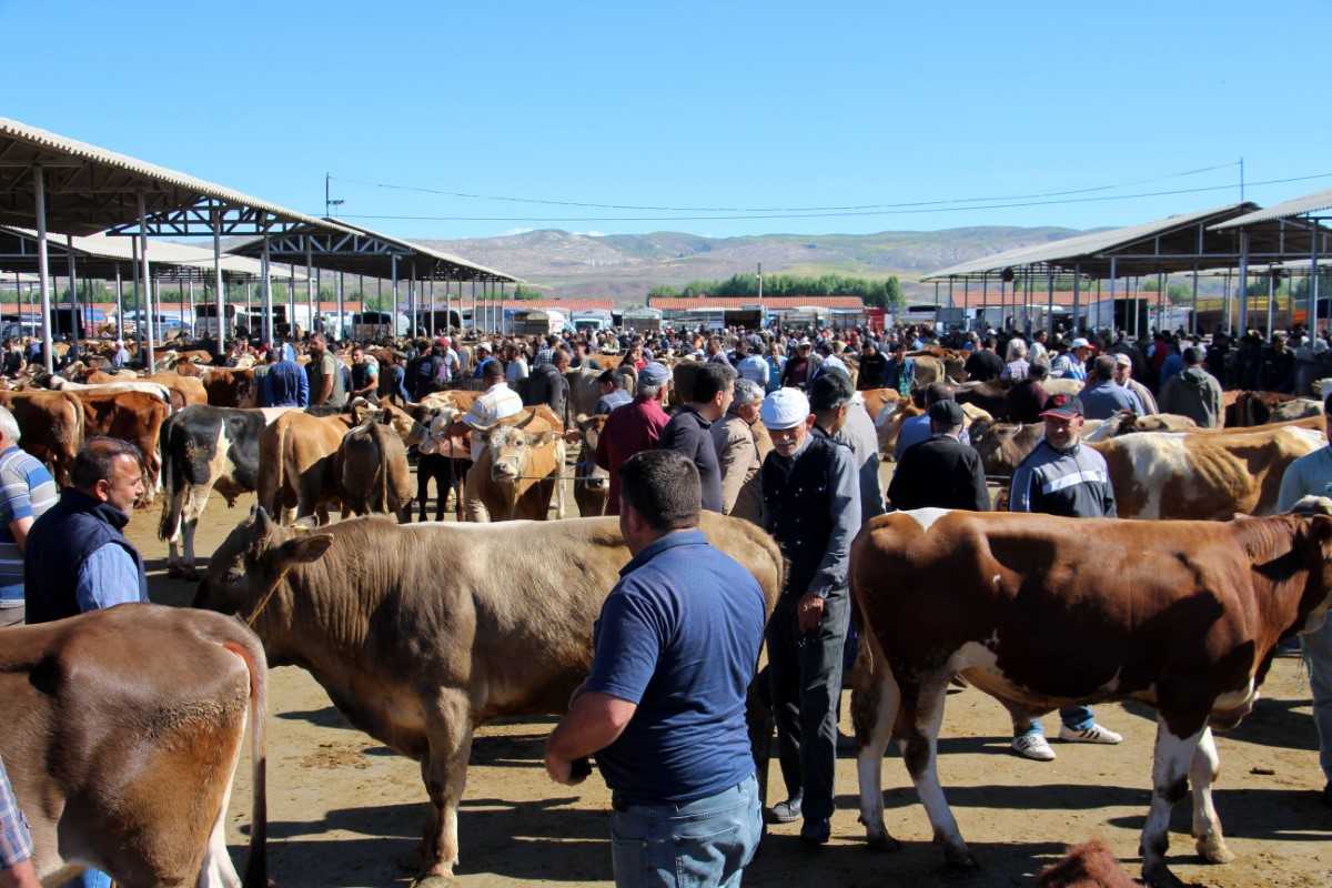 Bayrama Sayılı Günler Kala Kurbanlık Fiyatları Açıklandı: İşte İl İl Kurbanlık Fiyatları…