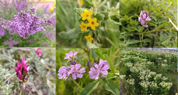 Van’da Baharın Müjdecisi Çiçekler Açtı: Doğa Yeniden Canlanıyor