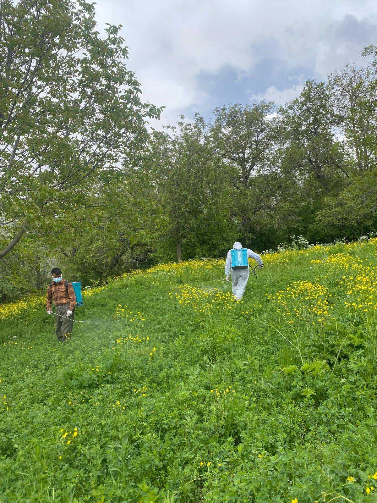 Van’da çekirge istilasıyla mücadele: Bahçesaray’da yoğun ilaçlama çalışmaları başlatıldı
