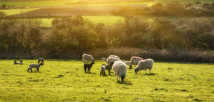 3,9 Milyar Liralık Tarımsal Destek Ödemesi Hesaplara Yatırılıyor