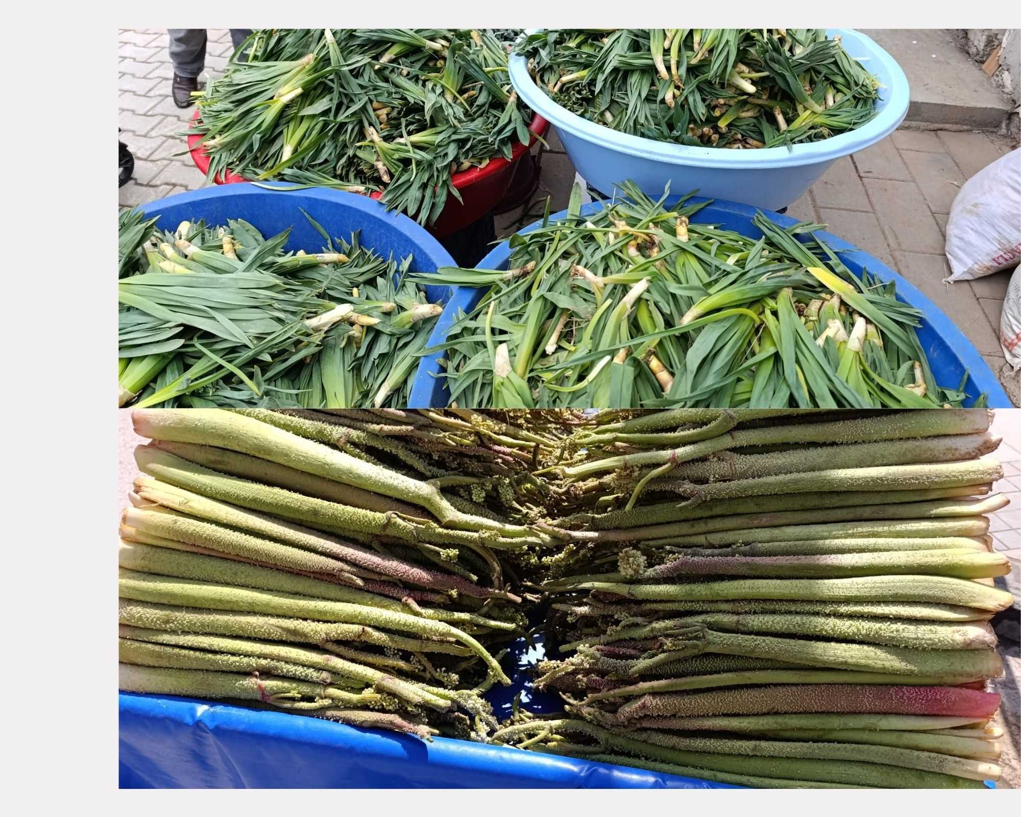 Yaylaların Sessiz Hazinesi: Van’da Dağ Bitkileri Ekonomiye Can Veriyor