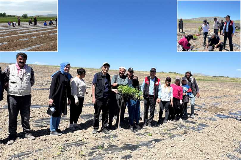 Van Tarım ve Orman Müdürü Şişman, Tuşba’da Sebze Fidesi Dikti