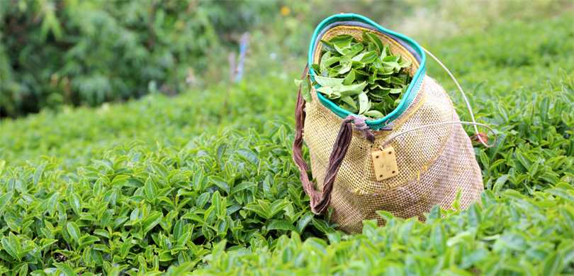 Yaş Çaya Zam: Kilogram Fiyatı 25,44 TL