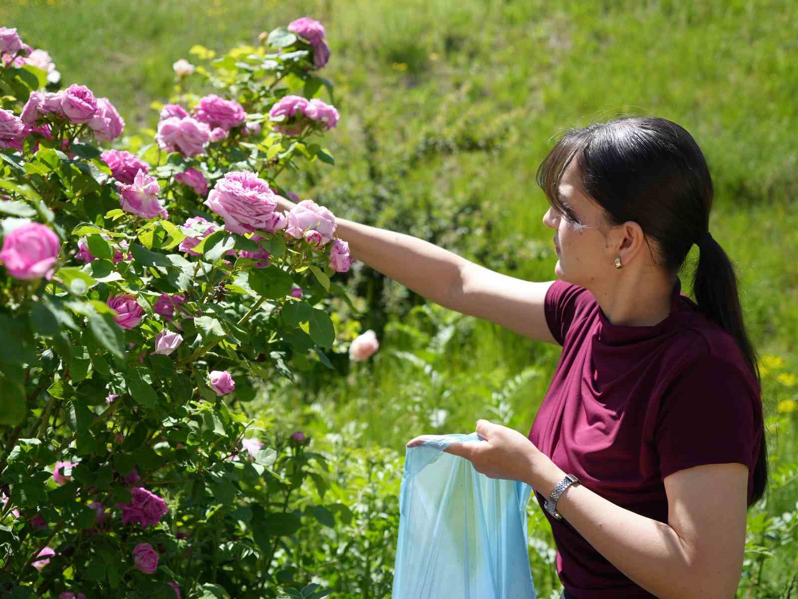 Iğdır Üniversitesi’nde yetişen güller kozmetik ürünlere dönüşüyor