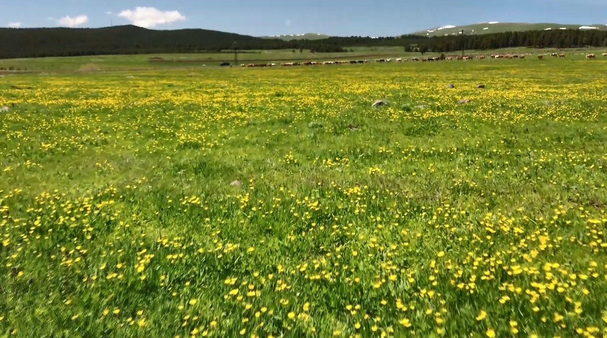 Araziler Sarıçiçeklerle Renklendi: Doğa Görenleri Kendine Hayran Bıraktı