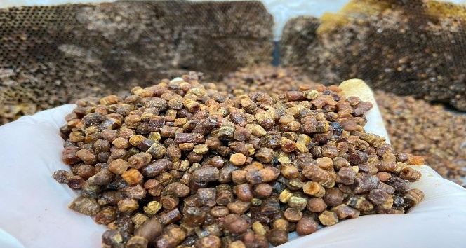 Arı Ekmeği Nedir, Faydaları Nelerdir? Doğru Bilinen Yanlışlar