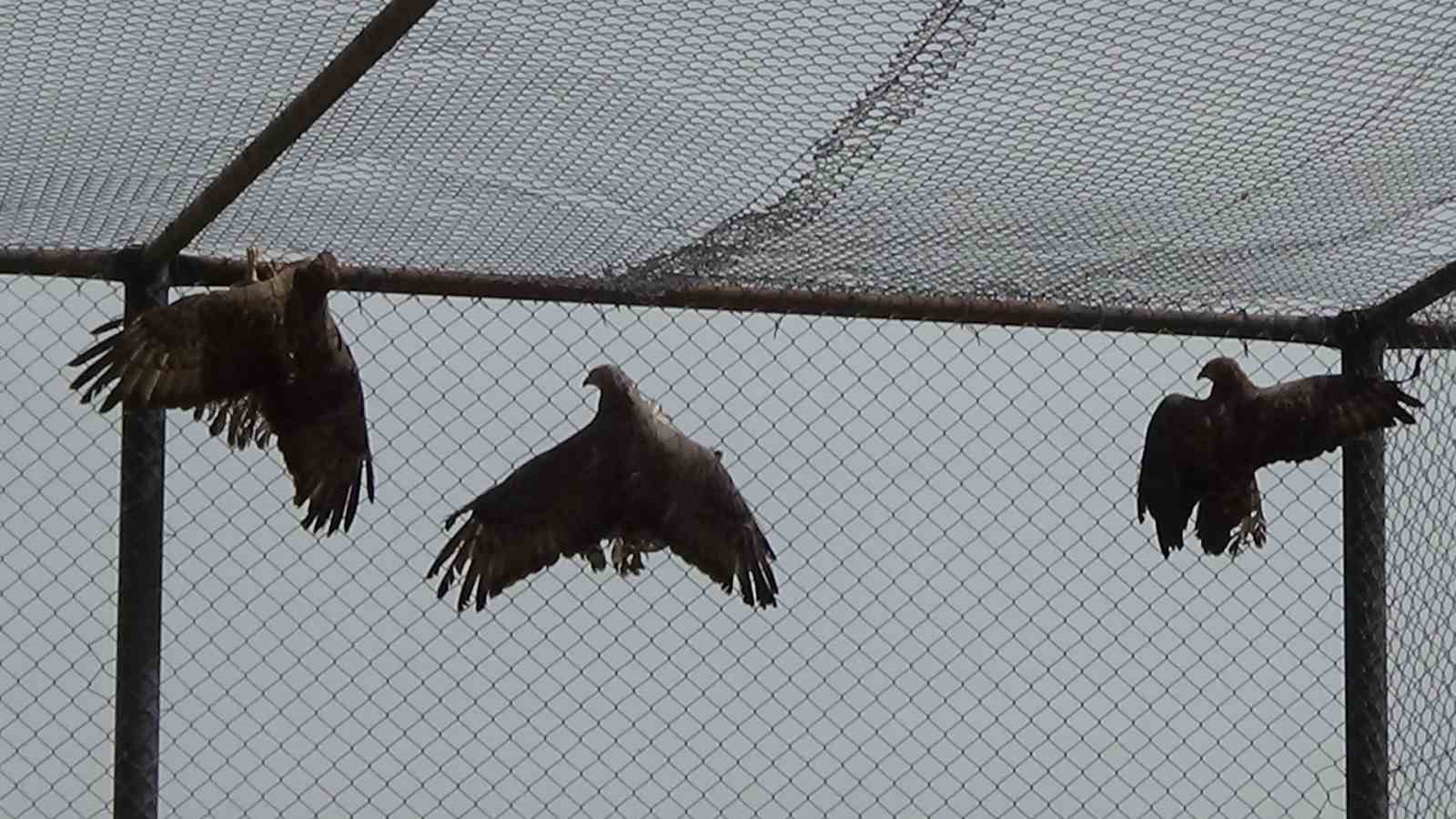 Arı şahinleri Van’da tedavi altına alındı