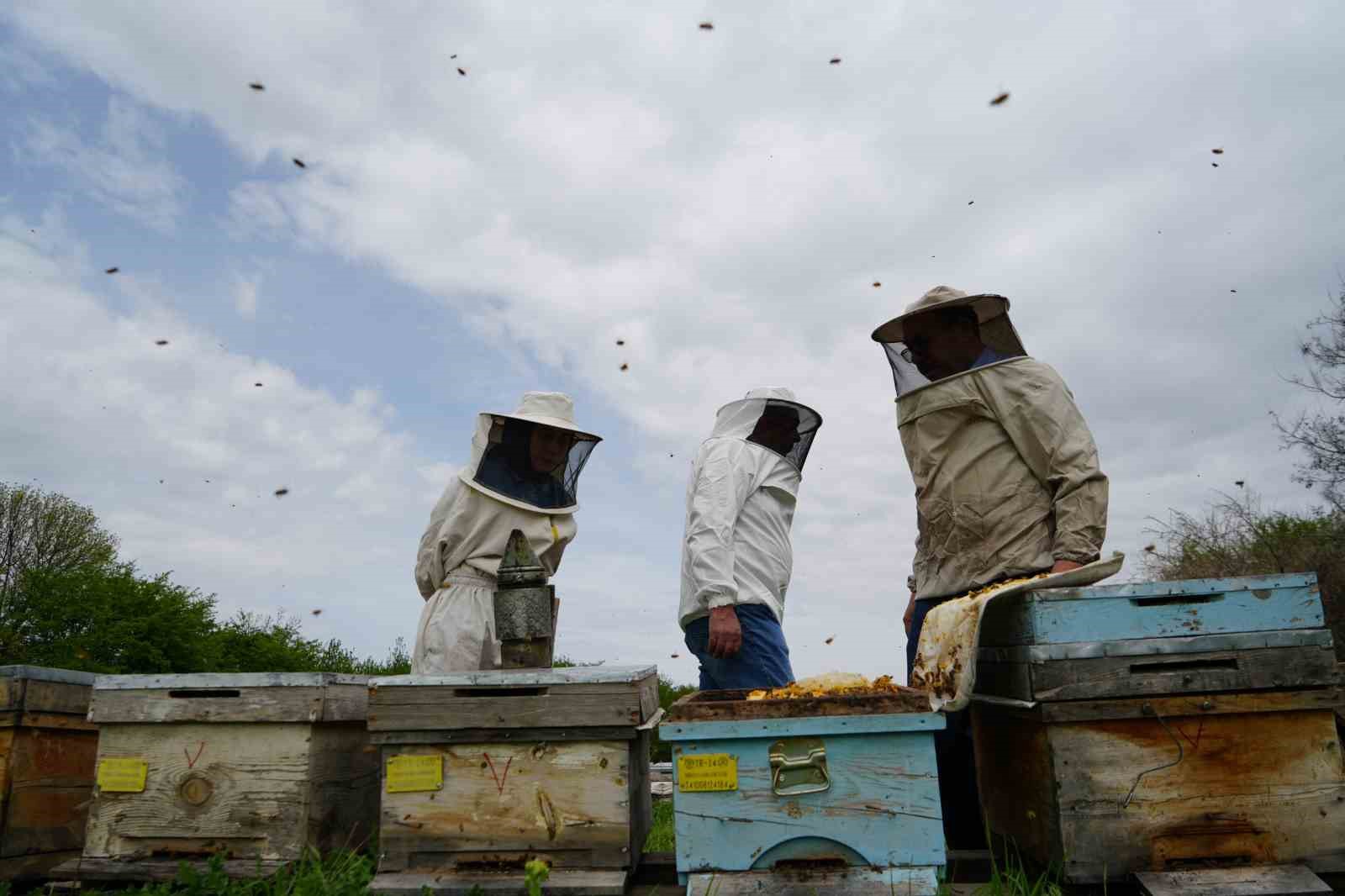 Arılar Kış Uykusundan Uyandı: Yeni Sezon İçin Hazırlık Başladı