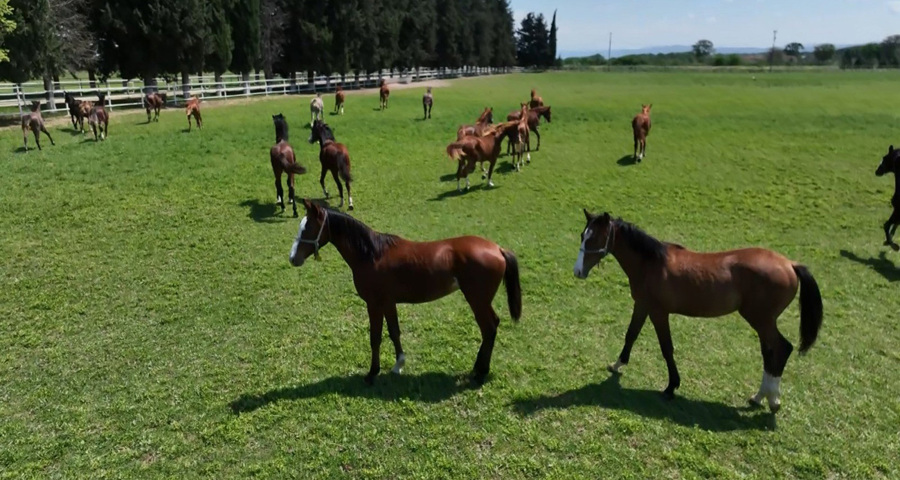 700 yıllık işletmenin milyonluk atları havadan görüntülendi