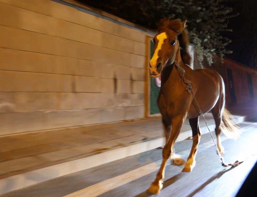 “Belediyeden Şaşırtan Yanıt: ‘Atı Bağlayın, Biz Sabah Ekip Göndeririz!'”