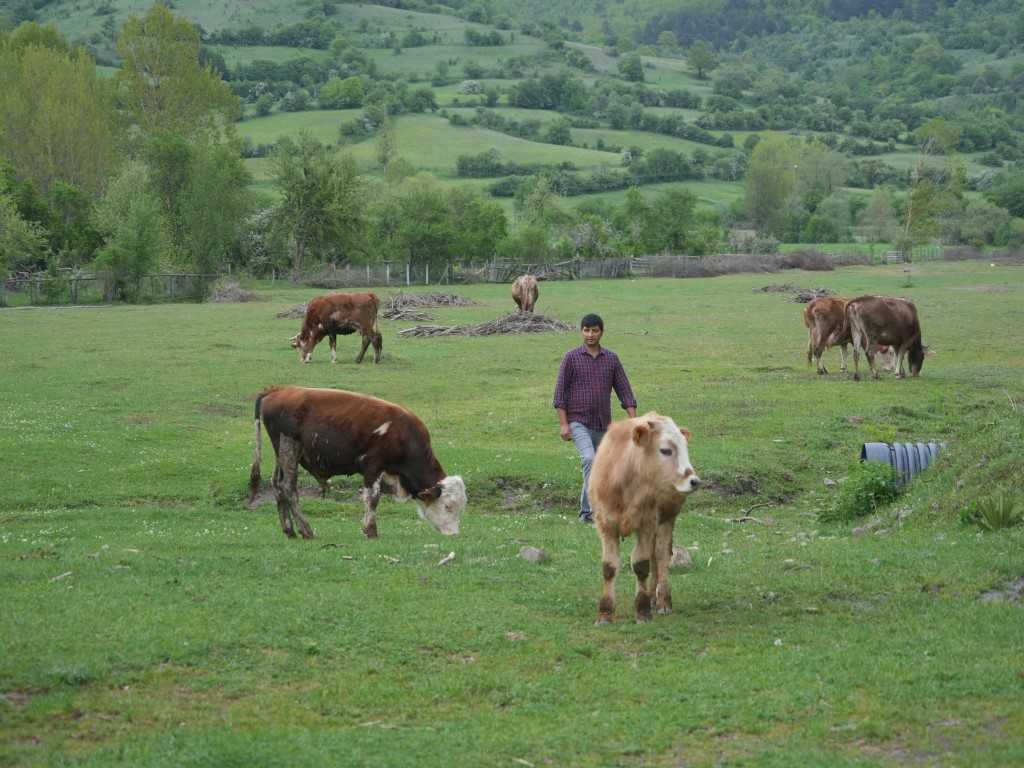 Fabrikadan Ahıra: Her Şeyi Bırakıp Köyüne Döndü