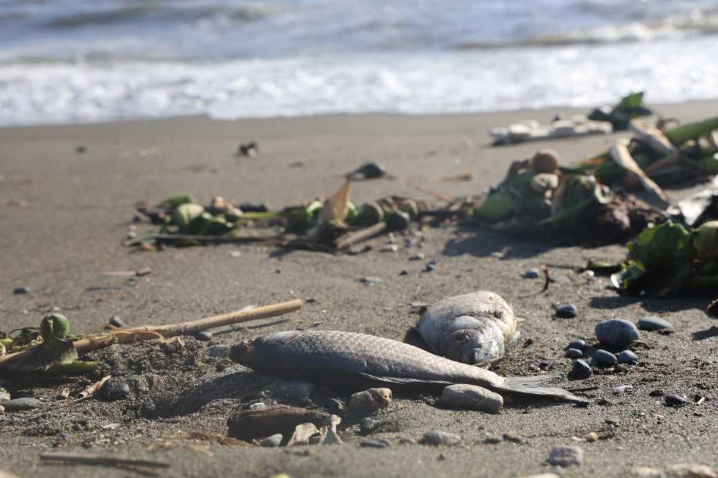 Aşırı yağış tatlı su balıklarını denize sürükledi: Binlercesi telef oldu